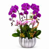 Purple Orchid Splendour Phalaenopsis orchid arrangement