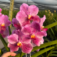 Papilionanda Freddy Boey pink spotted vandaceous orchid