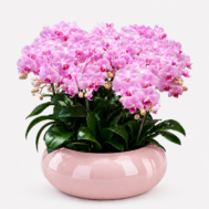Phalaenopsis Arrangement | Blushing Orchid Grandeur