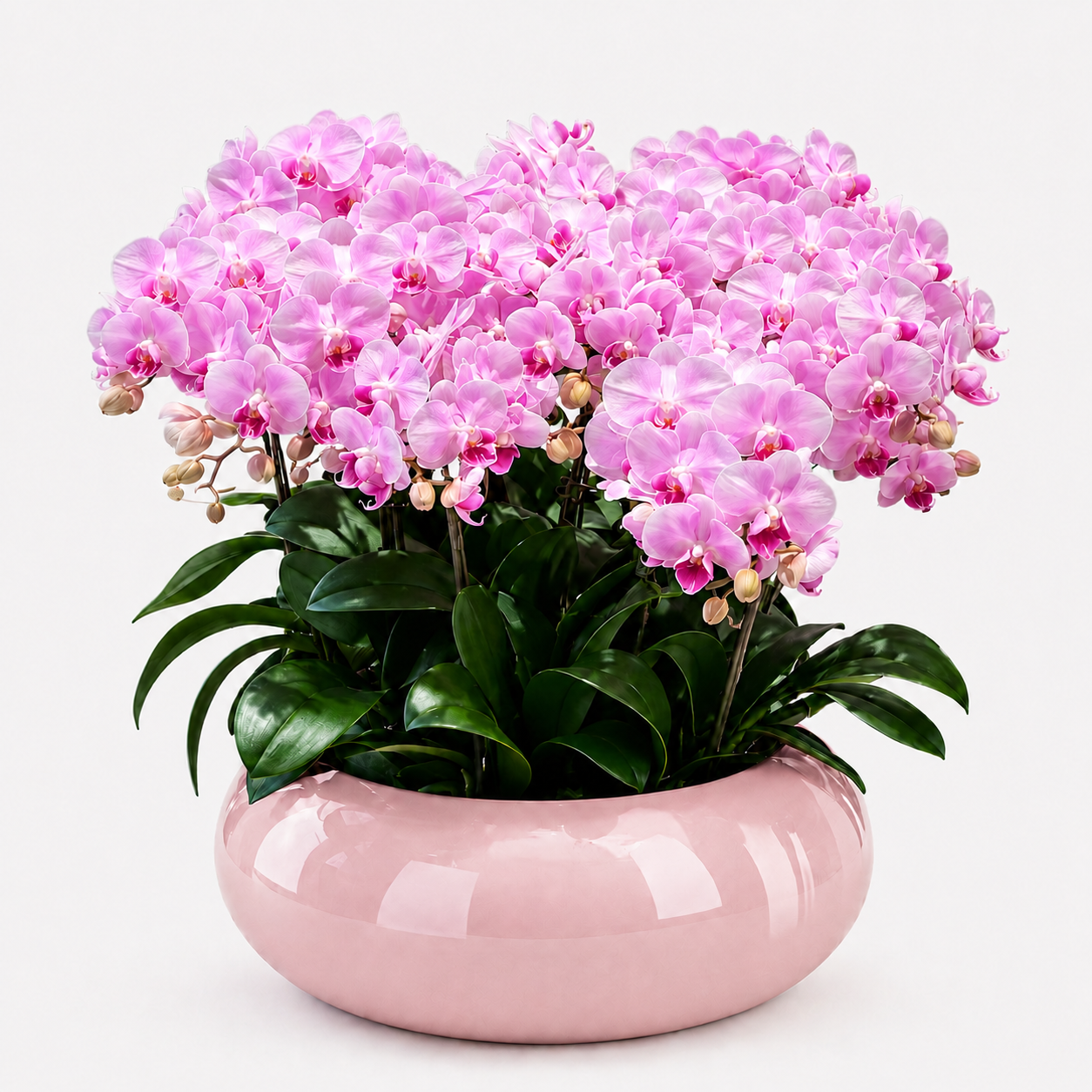 Phalaenopsis Arrangement | Blushing Orchid Grandeur