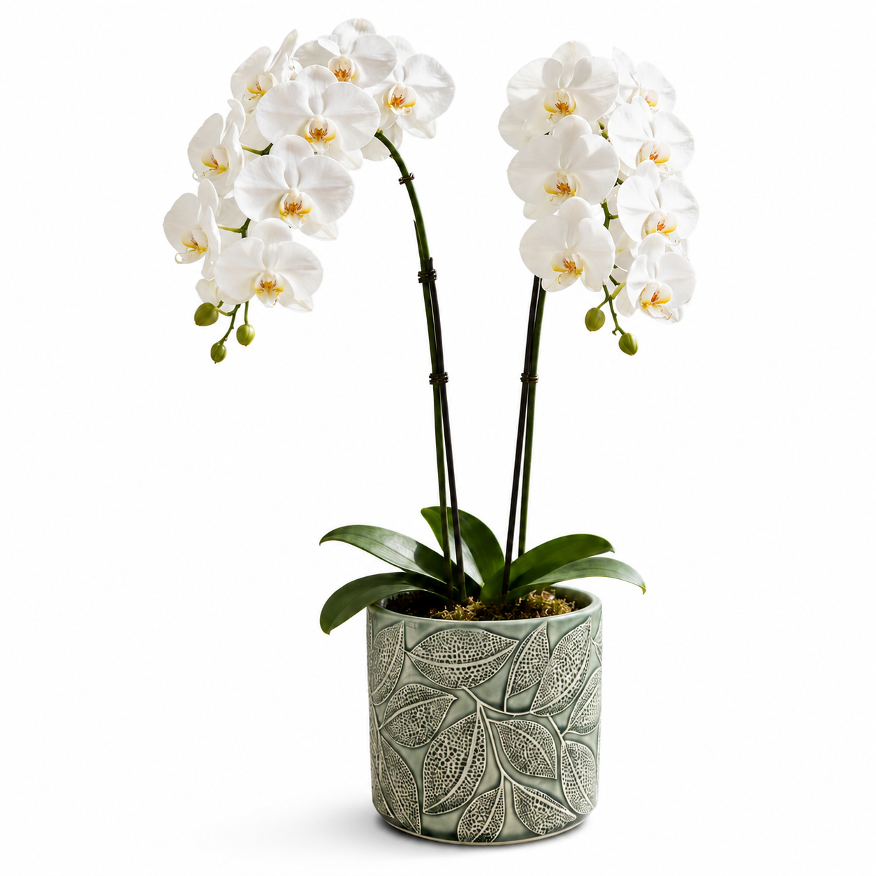 Phalaenopsis Arrangement | Ivory Forest Cascade