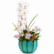 Turquoise Orchid Harmony Phalaenopsis orchid arrangement