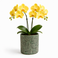 Mini Phalaenopsis Arrangement Golden Leaf Duo yellow orchids in green ceramic pot