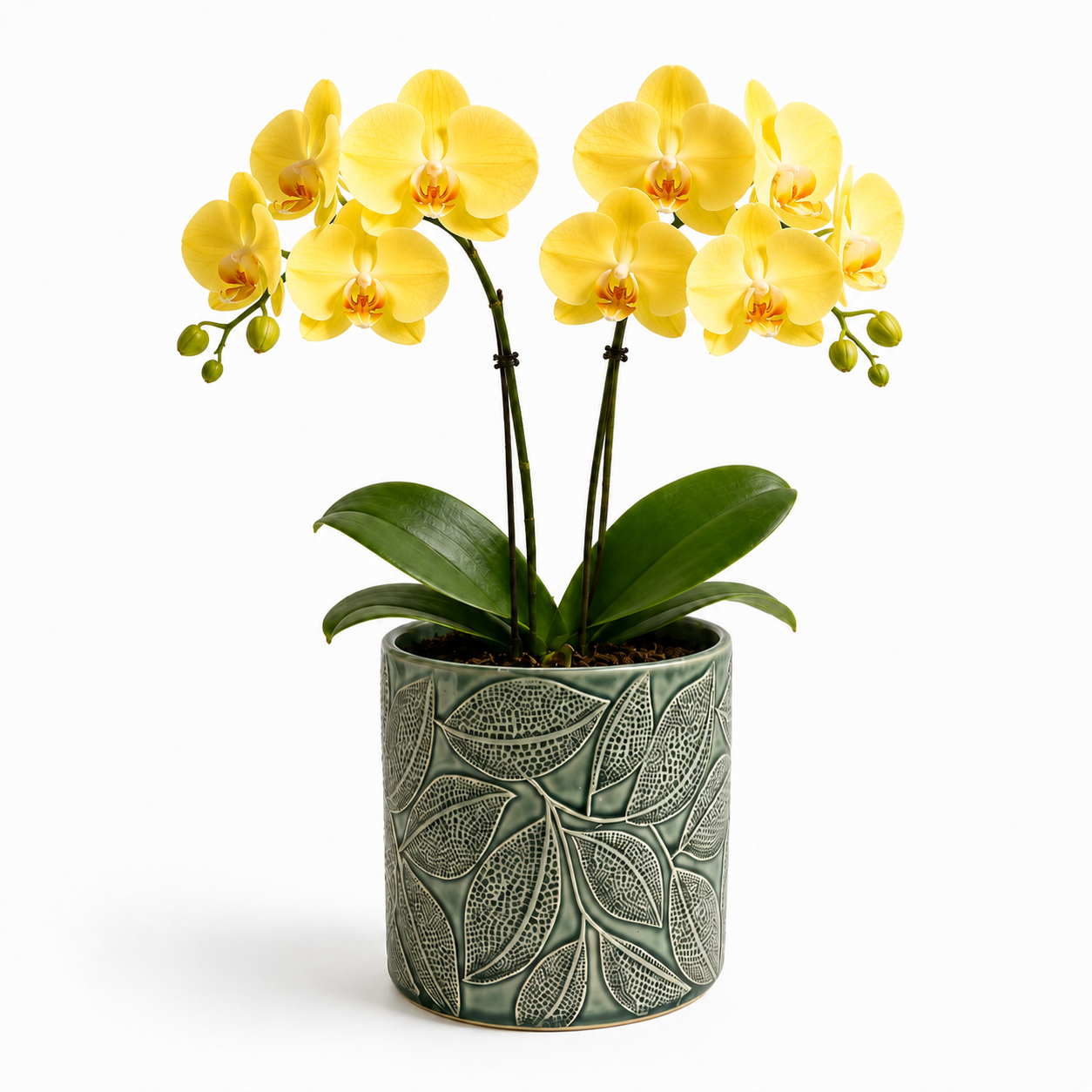 Mini Phalaenopsis Arrangement Golden Leaf Duo yellow orchids in green ceramic pot