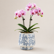 Mini Phalaenopsis Arrangement Azure Blossom Duo orchid in blue and white ceramic pot