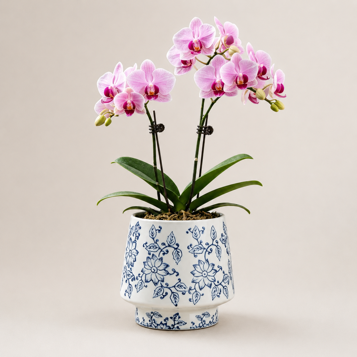 Mini Phalaenopsis Arrangement Azure Blossom Duo orchid in blue and white ceramic pot