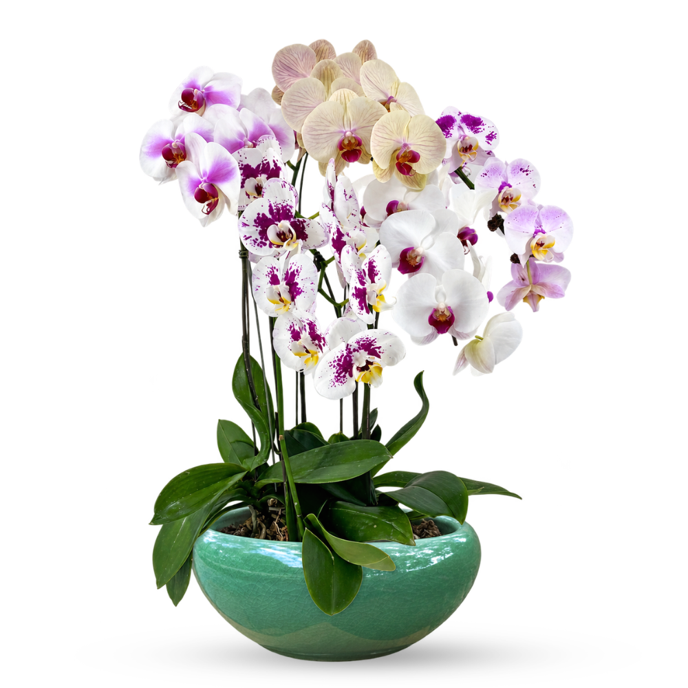 Phalaenopsis Arrangement | Jade Bowl 5-in-1