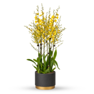 Oncidium Golden Shower Arrangement | Modern Cylindrical Pot 3-in-1