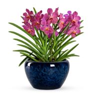 Vandaceous Arrangement | Midnight Ocean Glaze 3 in 1