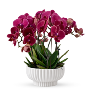 Phalaenopsis Arrangement | Serax White Bowl 5-in-1