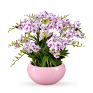 Mini Dendrobium Orchid Arrangement | Blush Halo Bowl