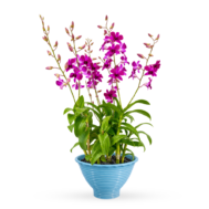 Dendrobium Arrangement | Tay Swee Keng 3-in-1