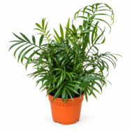 Parlour Palm (Chamaedorea elegans) | 34cm W × 30cm H