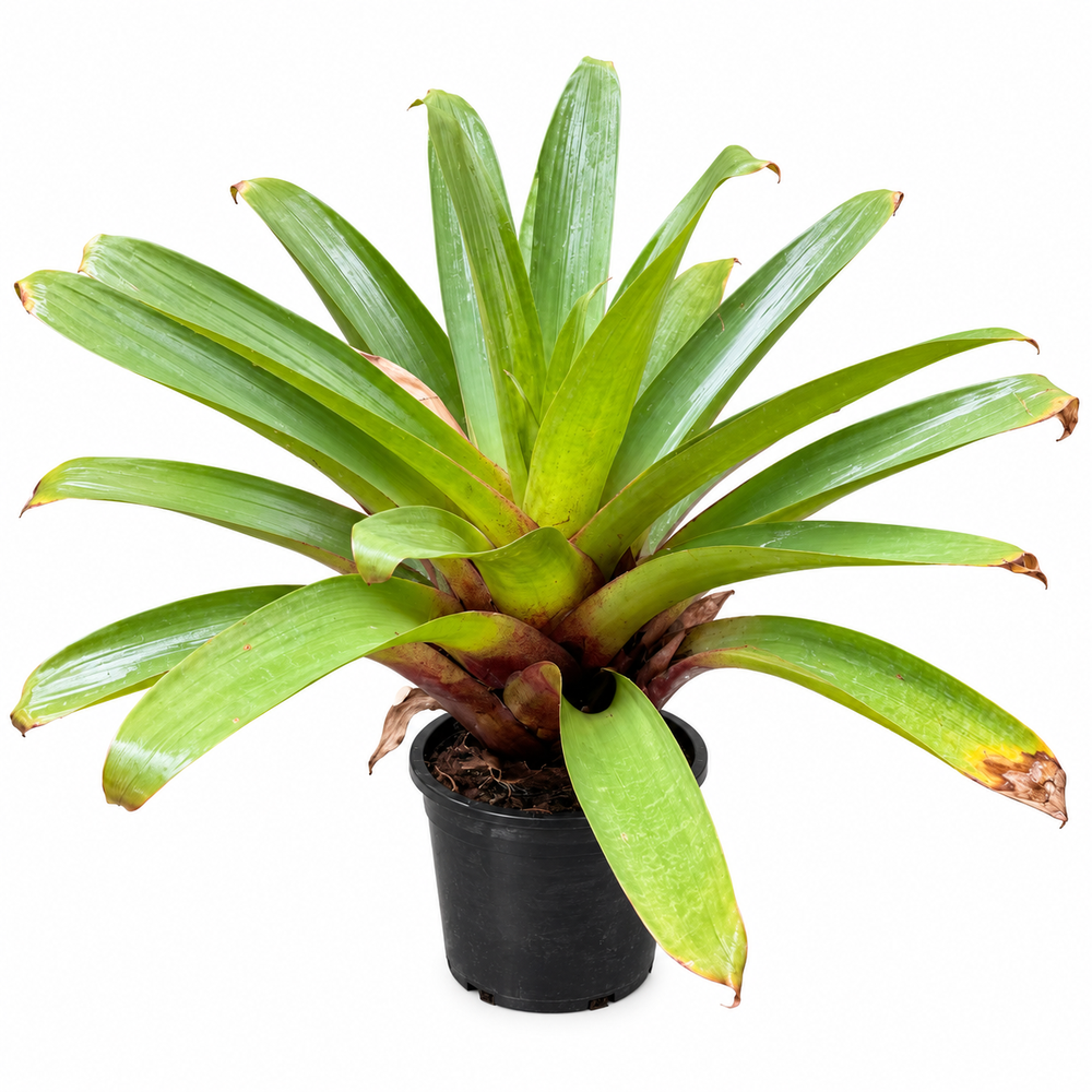 Alcantarea Imperialis / Odorata | Tropical Bromeliad Plant