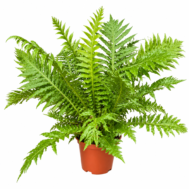 Blechnum gibbum (Silver Lady Fern) | Tropical Fern