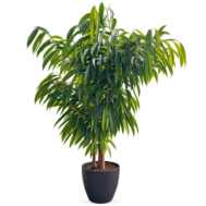 Ficus Amstel King 3pp 140–150cmH in self-watering pot Singapore