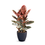 Ficus Elastica Ruby (Variegated Rubber Plant) – Self-Watering Pot | 80cmH