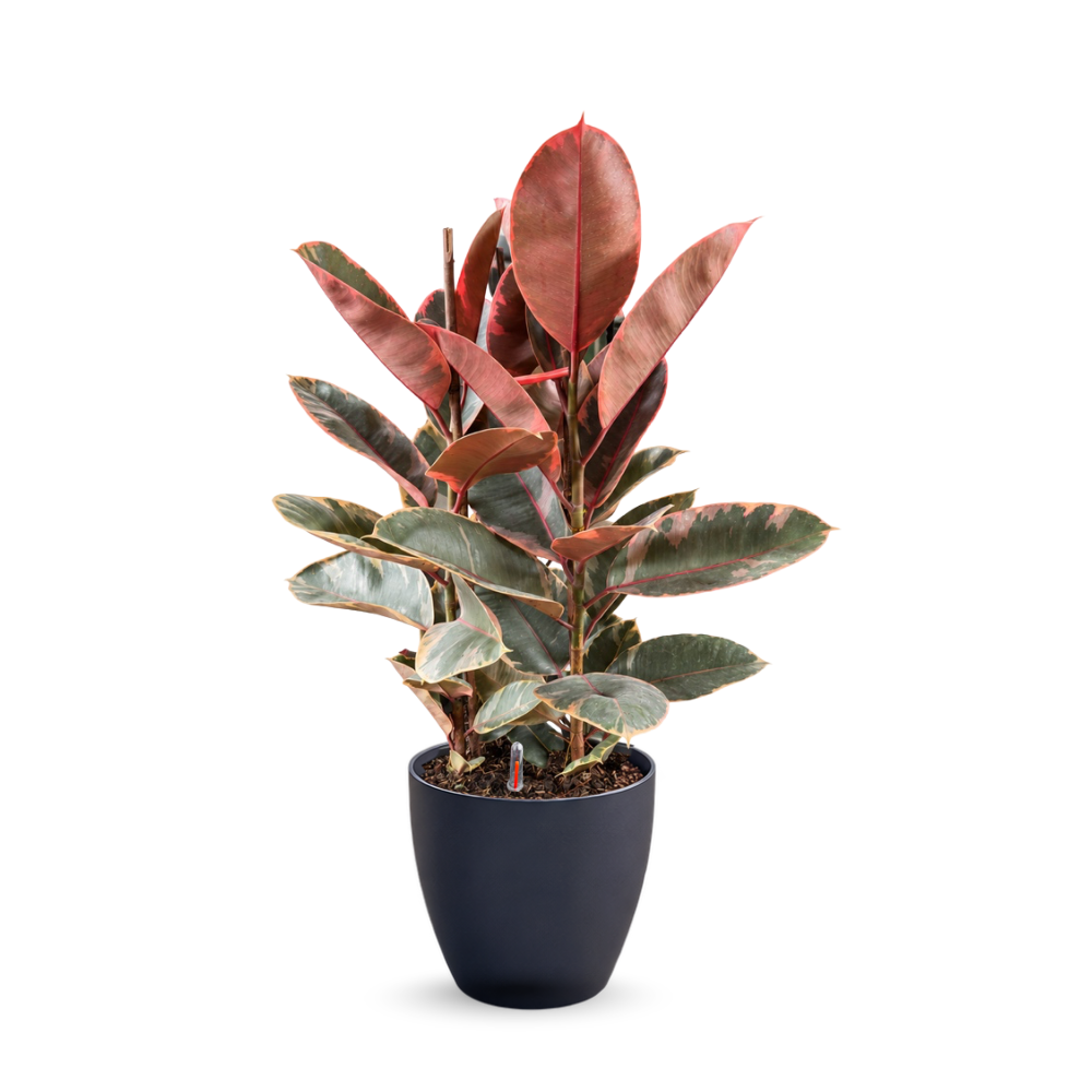 Ficus Elastica Ruby (Variegated Rubber Plant) – Self-Watering Pot | 80cmH