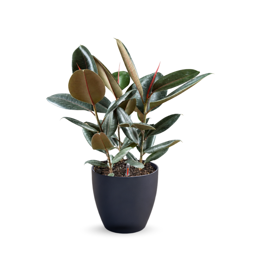 Ficus Elastica Burgundy (Black Rubber Plant) – Self-Watering Pot | 70cmH