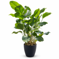 Thaumatococcus daniellii in Self-Watering Pot | 140–150cmH