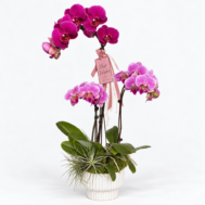 Phalaenopsis Arrangement | Magenta Harmony – 3 in 1