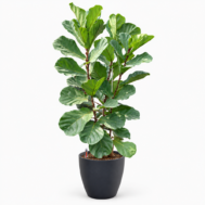 Ficus lyrata 3pp in Self-Watering Pot | 100–110cmH