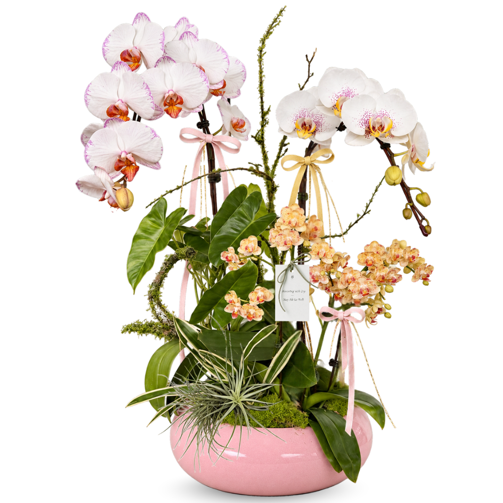 Phalaenopsis Arrangement | Blushing Orchid Garden