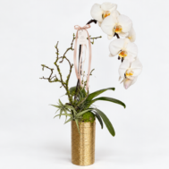 Phalaenopsis Arrangement | White Elegance