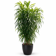 Dracaena angustifolia in Self-Watering Pot | 140–160cmH