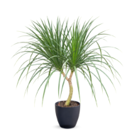 Dracaena Marginata Dragon Tree 140cm – Self-Watering Pot | Indoor Plant Singapore