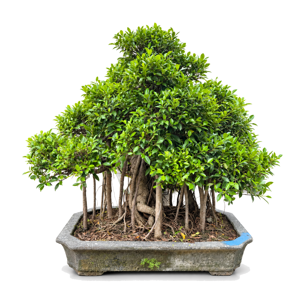 Large Ficus Microcarpa Bonsai Tree – Multi-Trunk | 90–100cm