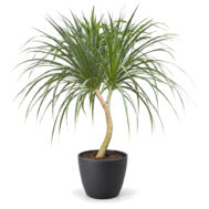 Dracaena Marginata Dragon Tree 140cm – Self-Watering Pot | Indoor Plant Singapore