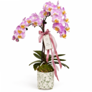 Phalaenopsis Arrangement | Lavender Cascade Duo – Double Stalk