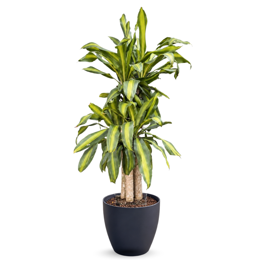 Dracaena Massangeana (Happy Plant) – Self-Watering Pot | 140cm & 190cm