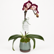 Phalaenopsis Arrangement | Royal Burgundy